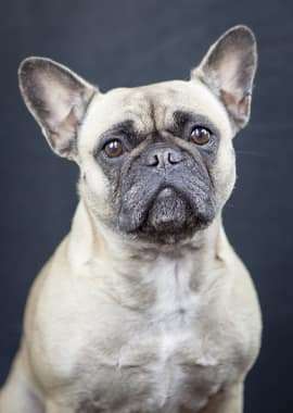 Isla #TeamCertified Mascot at Certified Contracting Group
